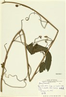 藏品(西番蓮)的圖片